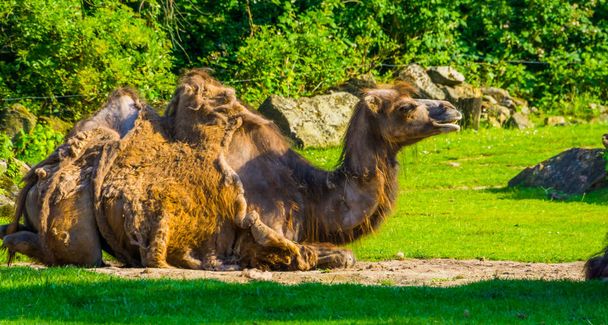 close-up retrato de um camelo sentado em um pasto, animal com alopecia, popular zoológico mamíferos
 - Foto, Imagem