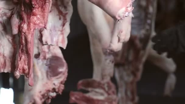 Työntekijä leikkaa sianruhon lihanpalat
 - Materiaali, video