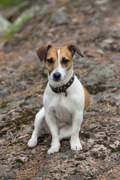 terrier sitting on a rock - Fotó, kép