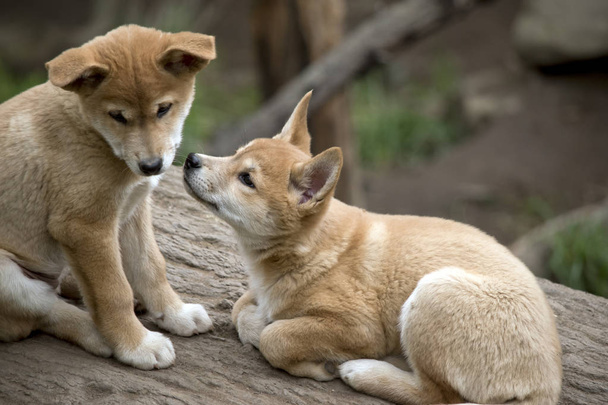 dwóch szczeniąt Dingo dzielą pocałunek. - Zdjęcie, obraz