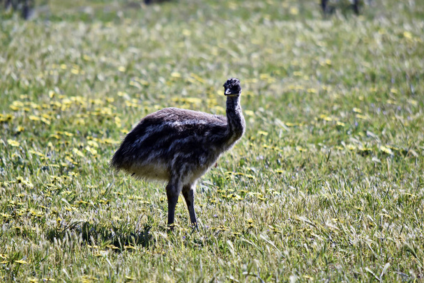 the emu chick is only a few weeks old - Foto, Imagen