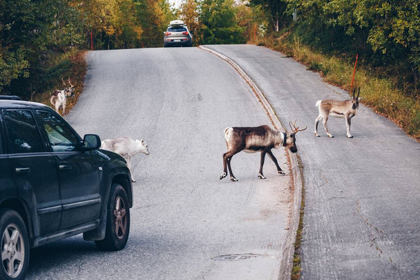 Rendieren oversteken van een weg in het herfst seizoen in Finland - Foto, afbeelding