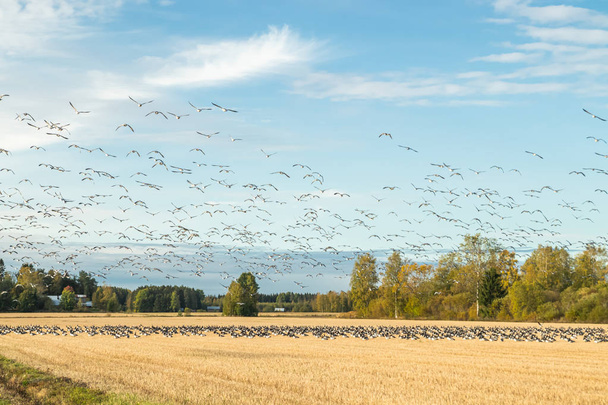 Egy nagy nyájat kullancs gooses ül a pályán, és repül felette. A madarak arra készülnek, hogy vándorolnak délre. Szeptember 2019, Finnország - Fotó, kép
