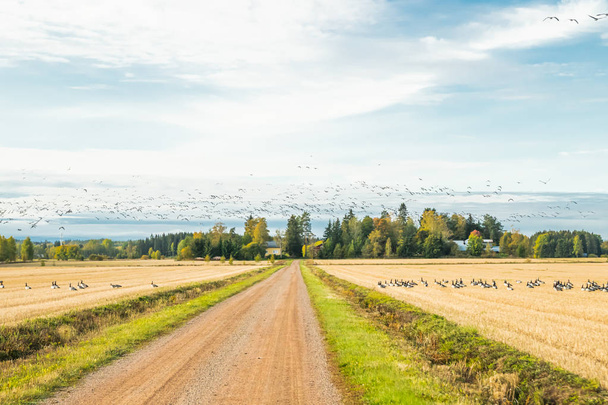 Iso lauma siimajuuria istuu pellolla ja lentää sen yläpuolella. Linnut valmistautuvat muuttoon etelään. syyskuu 2019, Suomi
 - Valokuva, kuva