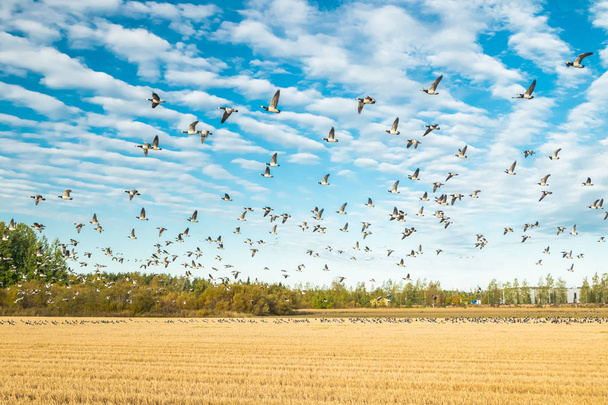 バーナクルガチョウの大きな群れが野原に座って、その上を飛んでいます。鳥は南へ移動する準備をしている。2019年9月, フィンランド - 写真・画像