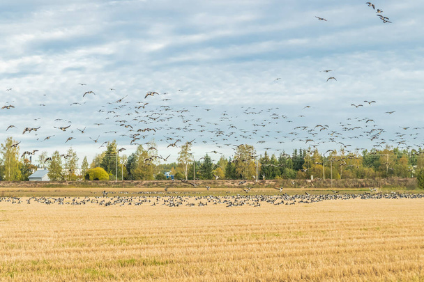 Велика зграя белощекі Гуси сидить на полі і летить над ним. Птахи готуються мігрувати на південь. 2019 вересня, Фінляндія - Фото, зображення