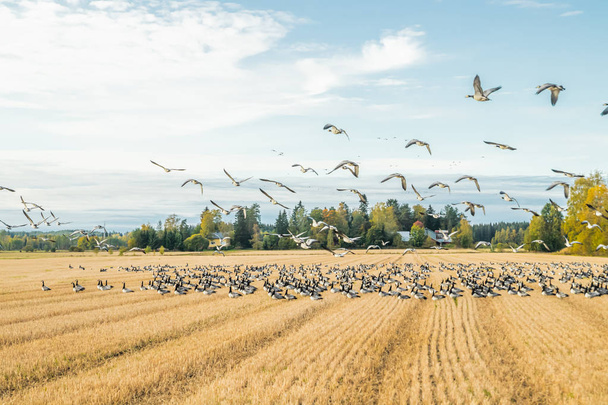 Iso lauma siimajuuria istuu pellolla ja lentää sen yläpuolella. Linnut valmistautuvat muuttoon etelään. syyskuu 2019, Suomi
 - Valokuva, kuva