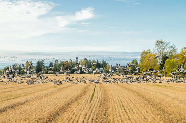 Огромное стадо гусей сидят на поле и летают над ним. Птицы готовятся мигрировать на юг. Сентябрь 2019, Финляндия
 - Фото, изображение