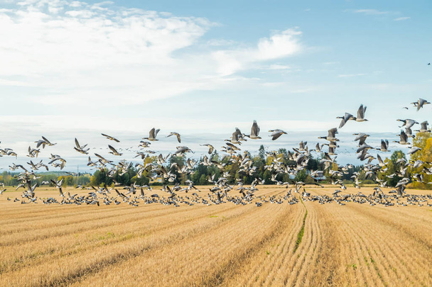 Ein großer Schwarm Seegras-Gänse sitzt auf einem Feld und fliegt darüber. Vögel bereiten sich auf ihren Zug nach Süden vor. September 2019, Finnland - Foto, Bild