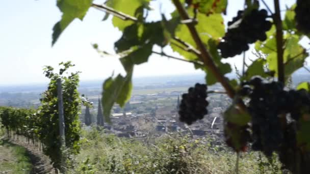 Grapevines in Obernai Alsace, France - Footage, Video