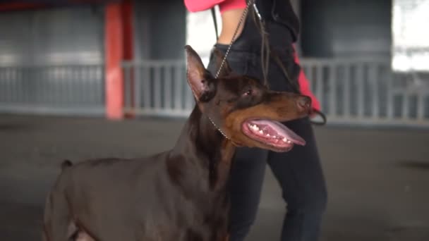 Fashionable girl goes with a dog breed Doberman on a leash - Кадри, відео