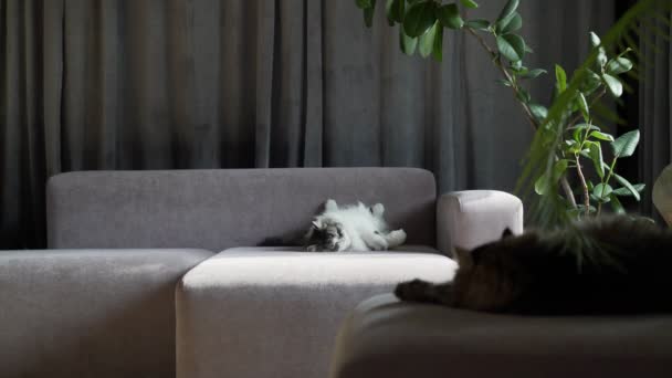 Lazy cats chilling on a sofa. Summer light. Adorable fluffy cats. Kittens. White cat. Black cat. - Séquence, vidéo