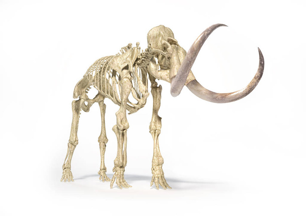 Squelette de mammouth laineux, vue réaliste en perspective frontale
. - Photo, image