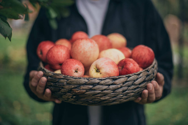 Mandje met rijpe rode appels in de handen. Close-up - Foto, afbeelding