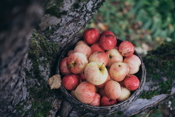 Cesta con manzanas rojas entre las ramas de un manzano - Foto, imagen