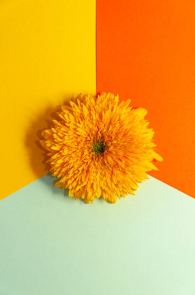 Yellow flower on a multicolored background. Creative trendy minimalistic concept. Geometric flat lay. Copy space. Top view - Valokuva, kuva