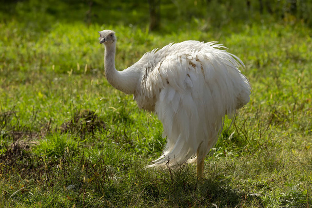 Większe Rhea (Rhea Americana) jeden z dwóch gatunków istniejące, Native większego ptaka wschodniej Ameryki Południowej, związane z strusia i EMU. W pobliżu zagrożonych gatunków. - Zdjęcie, obraz