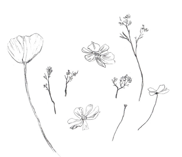 Set of sketches with basil, equaliptus, flowers, leaves, branch - Fotoğraf, Görsel