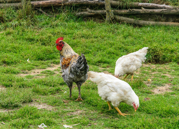 Een jonge cockerel en twee witte kippen lopen op het groene gras. - Foto, afbeelding