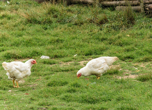 Два білих кури ходять на зеленій траві
. - Фото, зображення