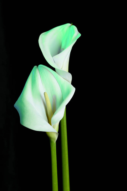 zwei schöne Blumen - Calla. Blumen mit Mint-Neon-Knopf auf schwarzem Hintergrund. - Foto, Bild