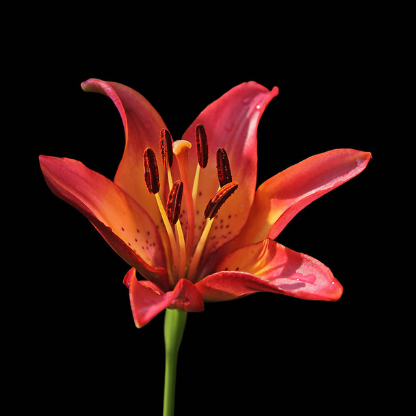 Beautiful orange lily isolated on a black background - Photo, Image