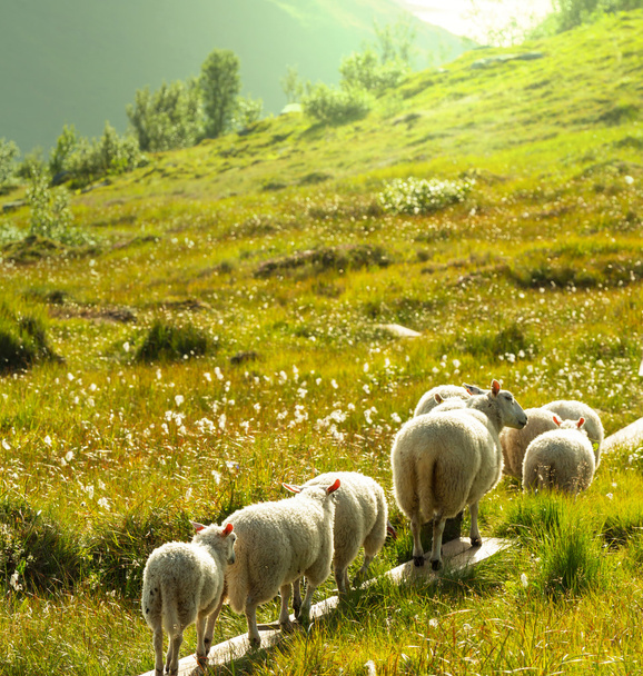 Ovinos em Noruega
 - Foto, Imagem