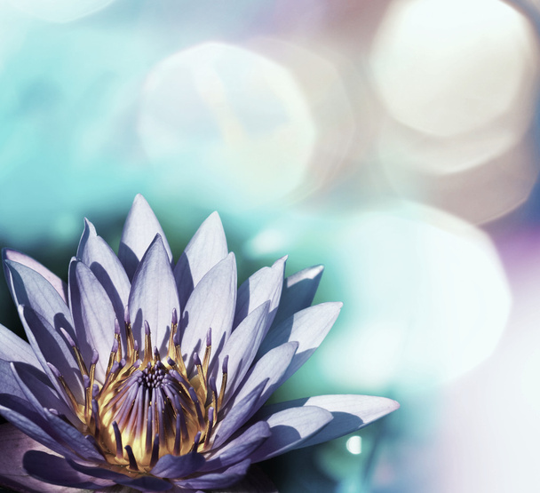 Flor de loto - Foto, Imagen