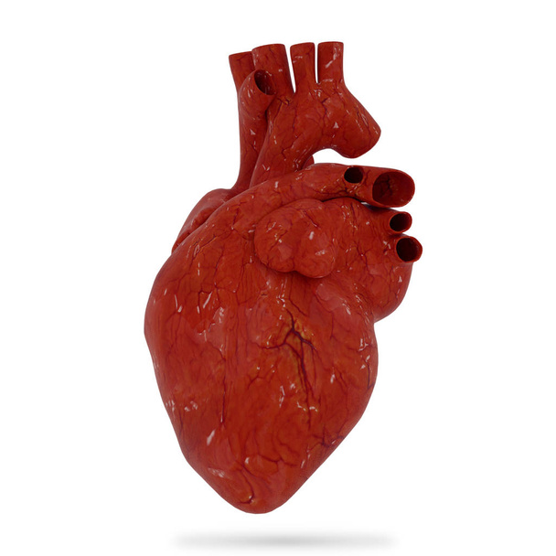 Órgano realista del corazón humano con aorta y arterias aisladas sobre fondo blanco, representación 3D
 - Foto, Imagen
