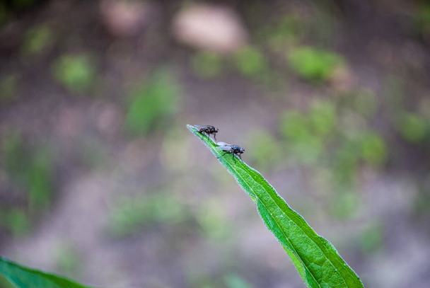 zwei Fliegen sitzen auf einem Stiel - Foto, Bild
