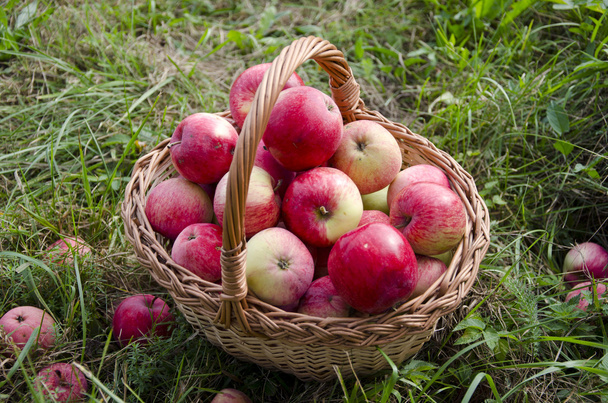 fresh summer end healthy apple in wicker basket - Fotografie, Obrázek