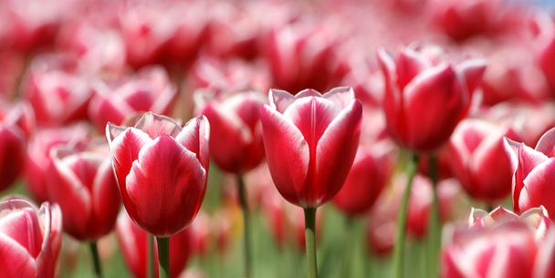 Beautiful red tulips closeup - Foto, afbeelding