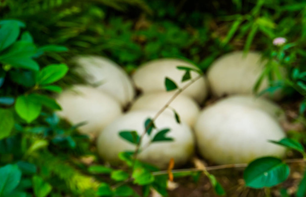 θαμπό Πάσχα και της φύσης φόντο, μεγάλα λευκά αυγά πτηνών ελέφαντα στο δάσος - Φωτογραφία, εικόνα