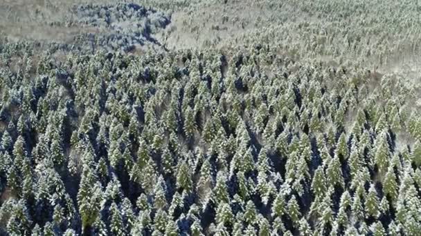 Bosque de invierno desde arriba: abetos verdes altos cubiertos de nieve
 - Metraje, vídeo