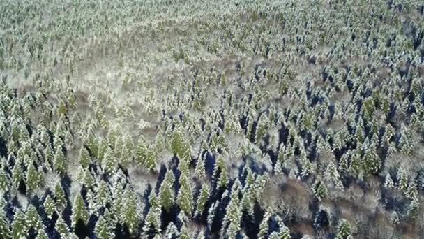 Winterwald von oben: hohe grüne Fichten mit Schnee bedeckt - Filmmaterial, Video