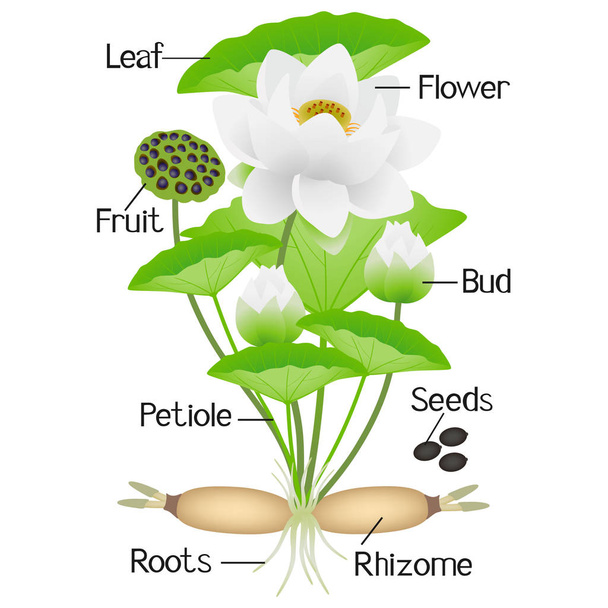 Parts of lotus plant on a white background. - Vector, Image