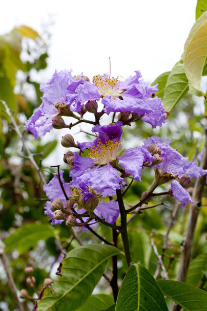 Violetti väri kuningattaren rapea myrtti kukka. (Lagerstroem ia speciosa (L.) Pers
.)  - Valokuva, kuva