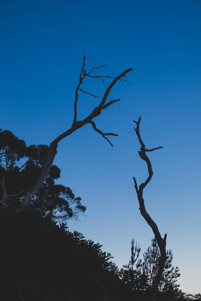 branches by the beach in Australia - Fotografie, Obrázek