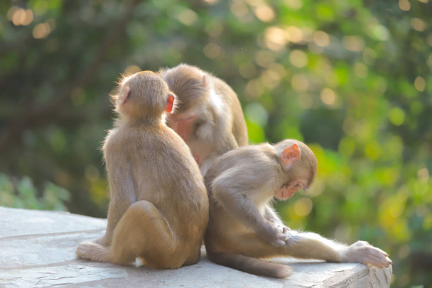 Μαϊμού στο Χονγκ Κονγκ, εξοχικό πάρκο Καμ σαν 2019 - Φωτογραφία, εικόνα