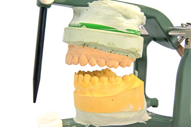 Modello articolato bocca isolato su bianco
 - Foto, immagini