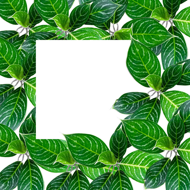 Hoja verde con marco fondo blanco
 - Foto, Imagen
