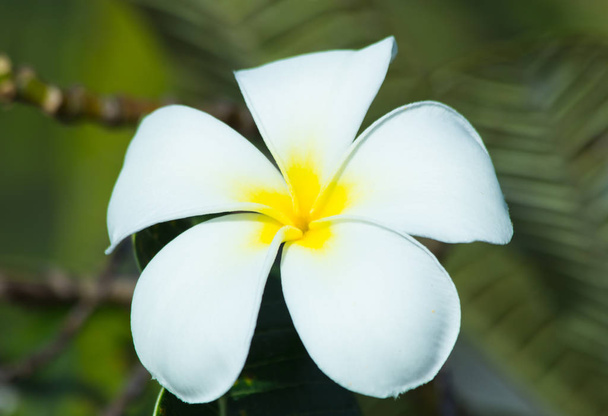frangipani Nahaufnahme in der Natur, die Blume in der Natur abstrakter Hintergrund - Foto, Bild