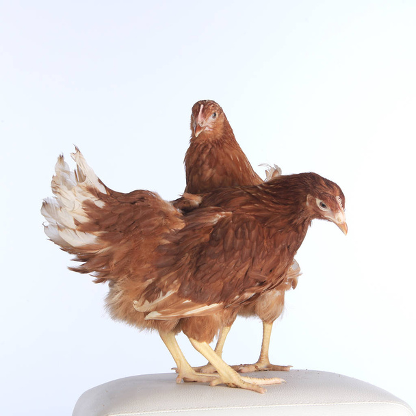 pair of chickens - Foto, imagen