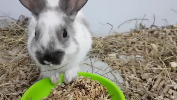 Il coniglio grigio viene nutrito attraverso un grande muso. Il coniglio è in una gabbia inossidabile con cibo. coniglio grigio in una gabbia guardando la macchina fotografica, un giovane coniglio
 - Filmati, video