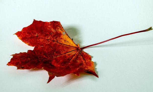 photograph with colored maple leaves on a light background - Photo, Image