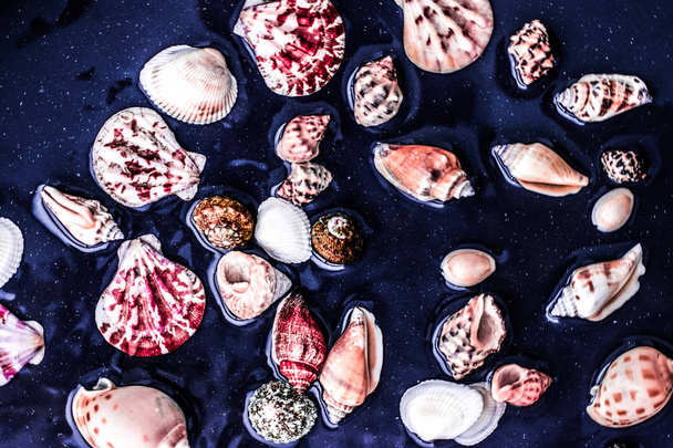 海の貝殻の背景、夏の目的地とビーチホリデーt - 写真・画像