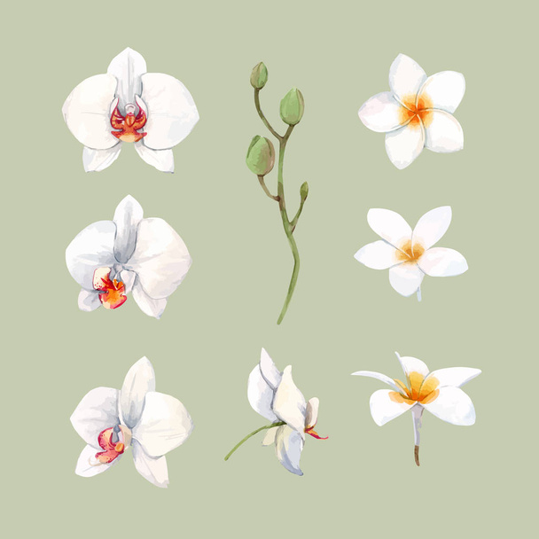 Watercolor orchid flowers vector illustration - Vector, Imagen