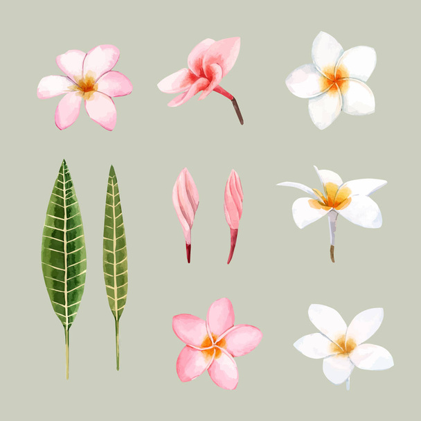 Watercolor orchid flowers vector illustration - Вектор,изображение