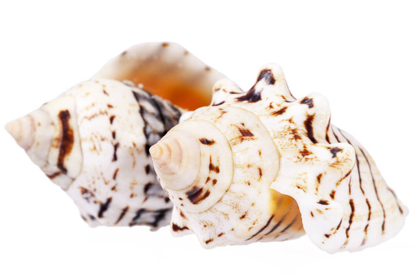 zwei Muscheln der Meeresschnecke isoliert auf weißem Hintergrund - Foto, Bild