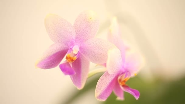 Krásné vzácné orchideje v hrnci na bílém pozadí - Záběry, video